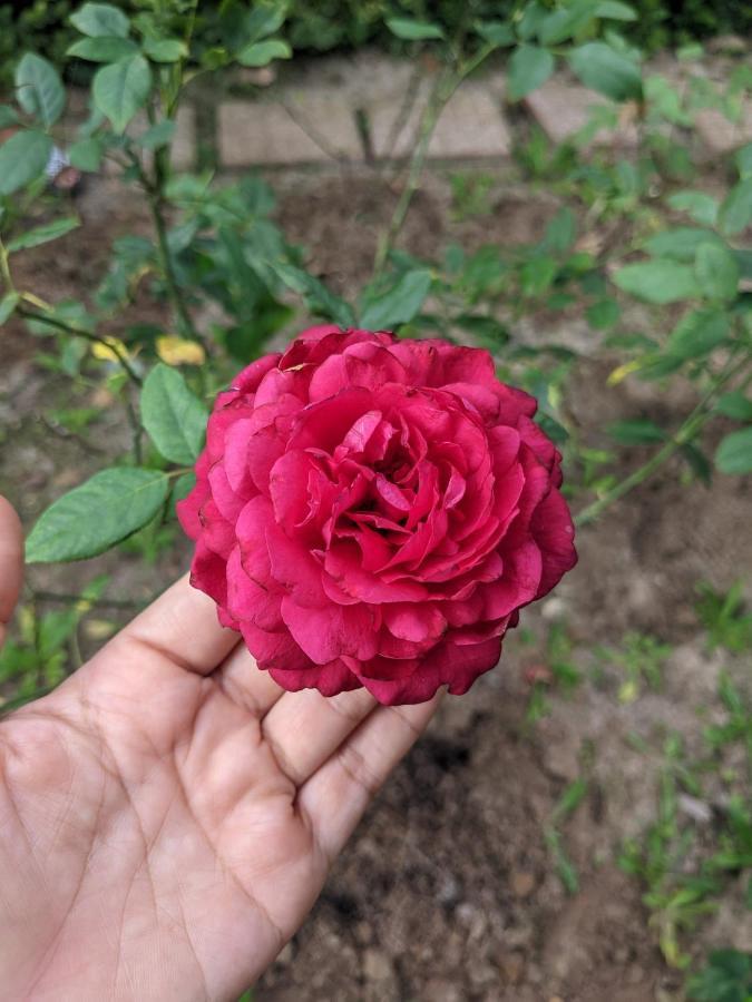 Chi Khu Co Ong Kim'S Garden 빌라 외부 사진